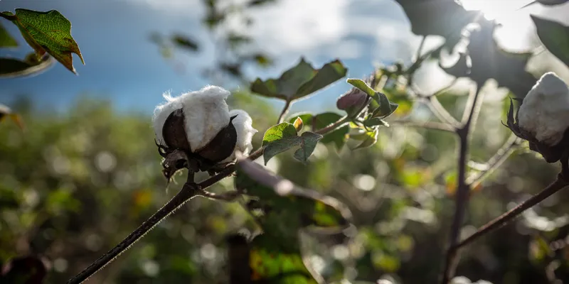 Cotton made in Africa Publishes 2025 Verification Report with Strong Sustainability Ratings Across African Cotton Sector